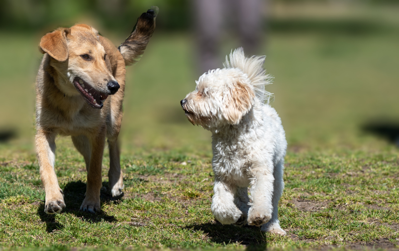 Keeping Your Dog Hydrated in a Heatwave